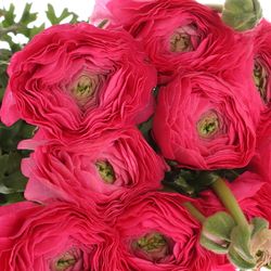 Ranunkel cerise Cloni Super 40cm