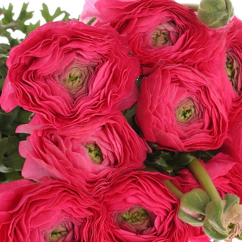 Ranunkel cerise Cloni Super 40cm