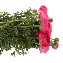 Ranunkel cerise Cloni Super 40cm