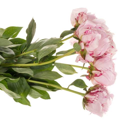Pfingstrose rosa Sara 55cm aufgebluht