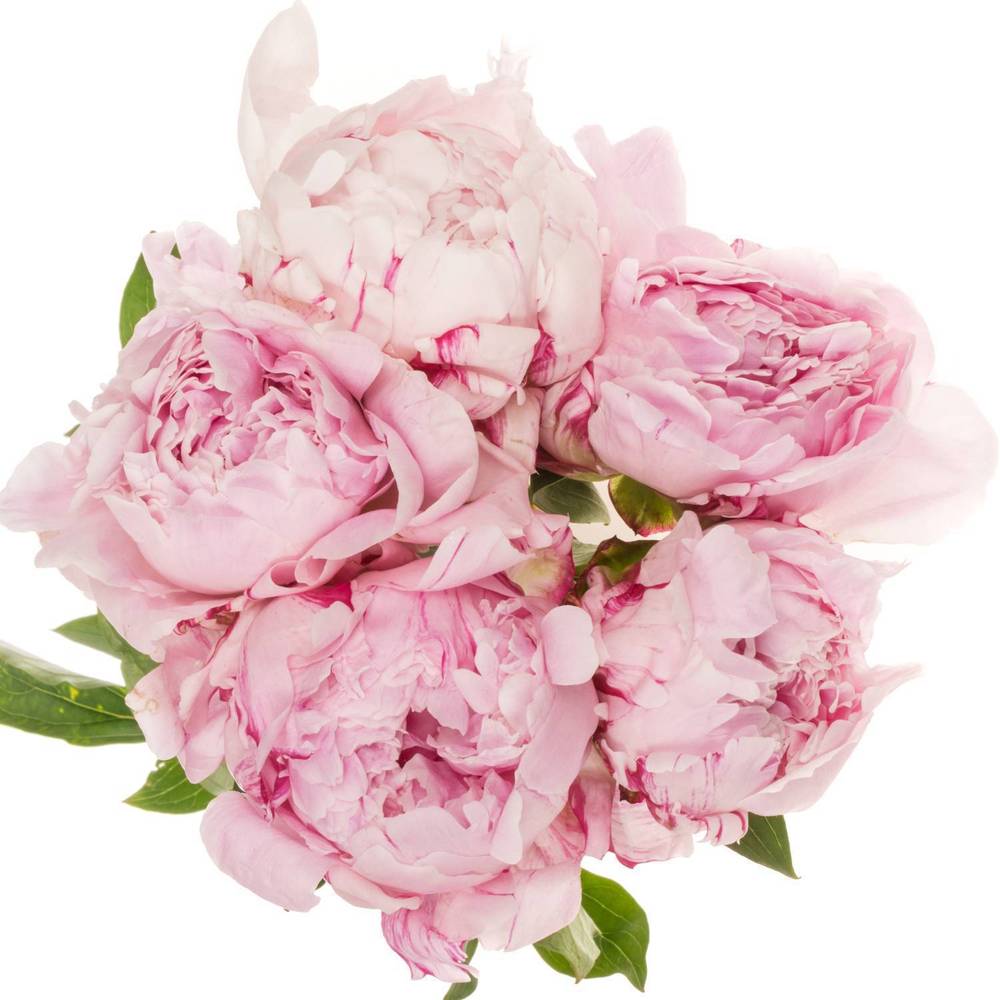 Pfingstrose rosa Sara 55cm aufgebluht