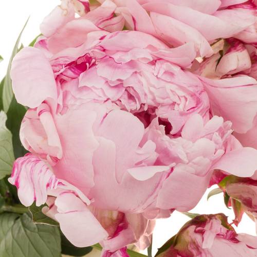 Pfingstrose rosa Sara 55cm aufgebluht