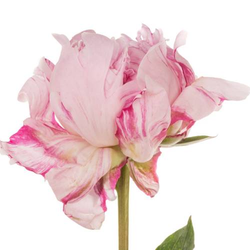 Pfingstrose rosa Sara 55cm aufgebluht