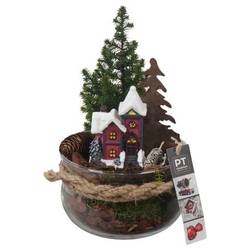 Chamaecyp.Arr PTCWW6822 Weihnachten T16 H027