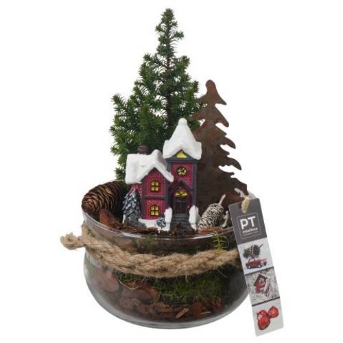 Chamaecyp.Arr PTCWW6822 Weihnachten T16 H027