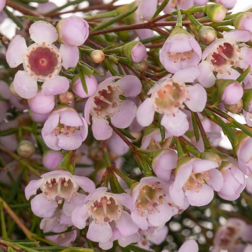 Wachsflower rosa Titan 40 Gramm 60cm