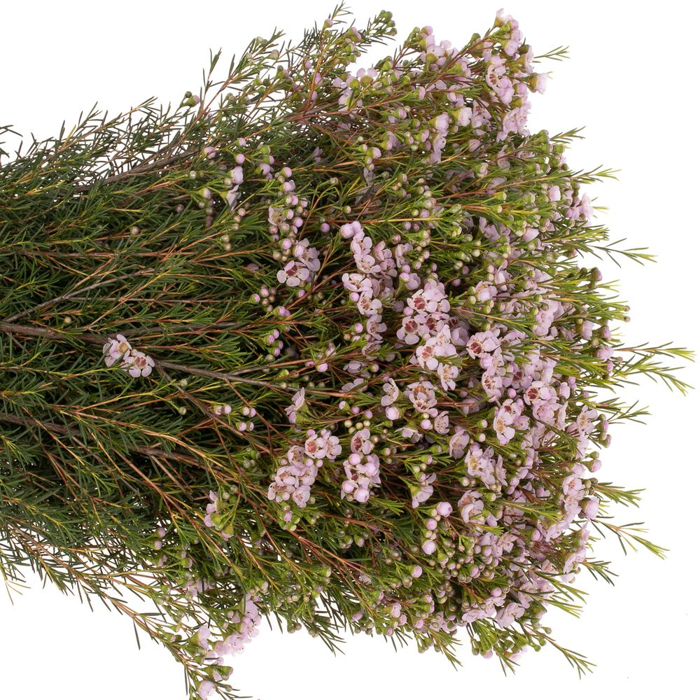 Wachsflower rosa Titan 40 Gramm 60cm