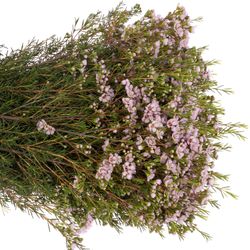 Wachsflower rosa Titan 40 Gramm 60cm