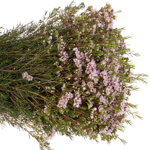 Wachsflower rosa Titan 40 Gramm 60cm