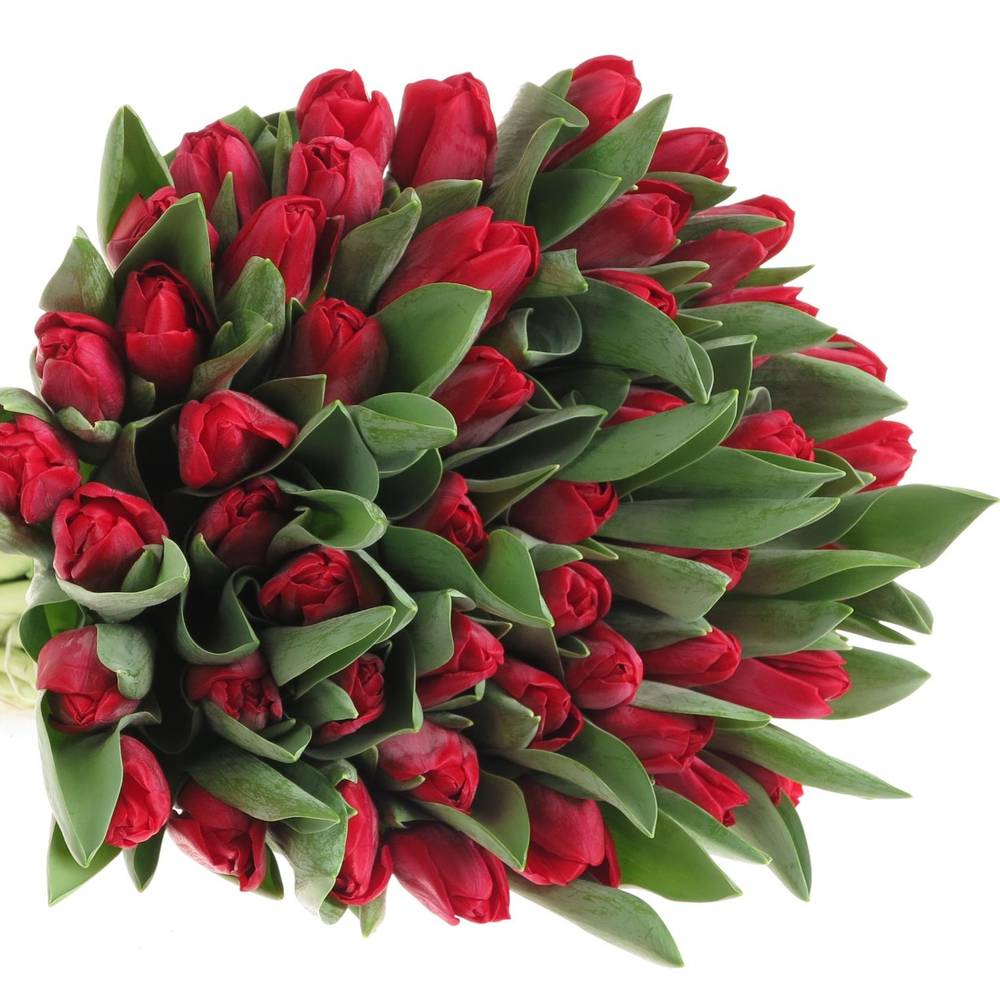 Tulpe rot Ile De France 32 Gramm