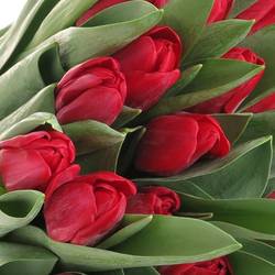 Tulpe rot Ile De France 32 Gramm