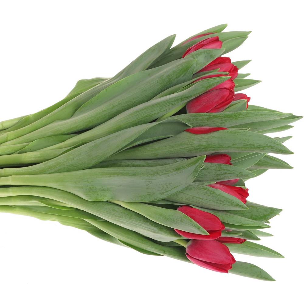 Tulpe rot Ile De France 32 Gramm