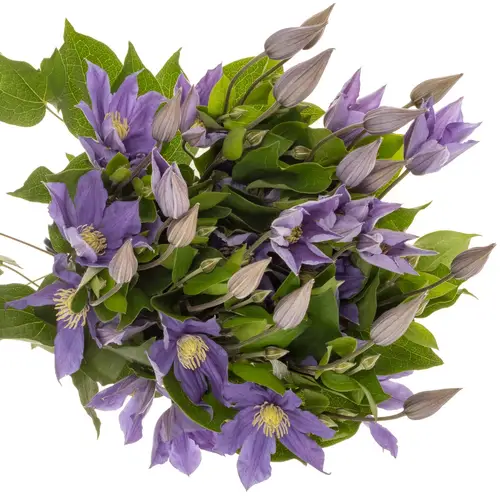 Clematis lila Sofia 70cm