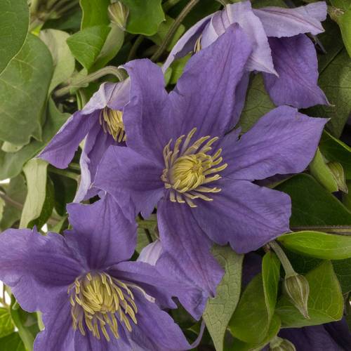 Clematis lila Sofia 70cm
