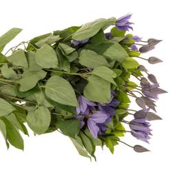 Clematis lila Sofia 70cm