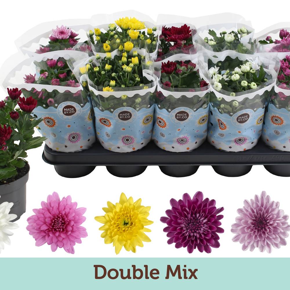 Chrysantheme mix T12 H025