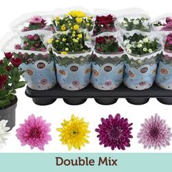 Chrysantheme mix T12 H025