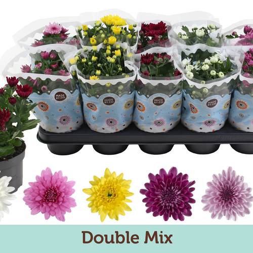 Chrysantheme mix T12 H025
