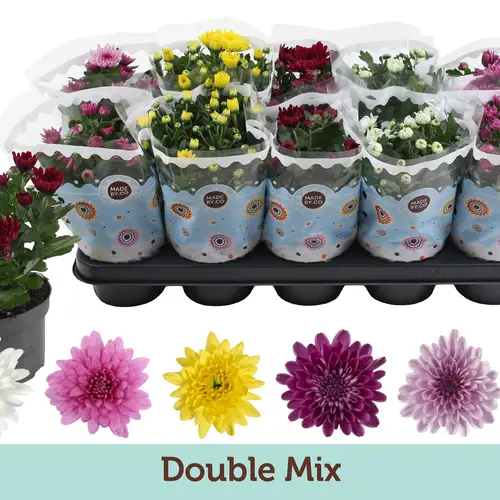 Chrysantheme mix T12 H025