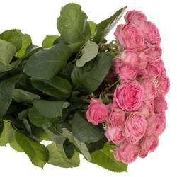 Rose verzweigt dunkel rosa Giselle 3+Blüte 60cm