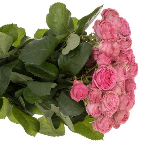 Rose verzweigt dunkel rosa Giselle 3+Blüte 60cm