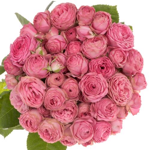 Rose verzweigt dunkel rosa Giselle 3+Blüte 60cm