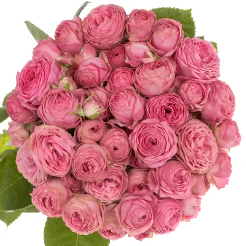 Rose verzweigt dunkel rosa Giselle 3+Blüte 60cm