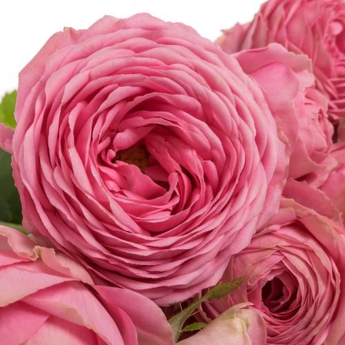 Rose verzweigt dunkel rosa Giselle 3+Blüte 60cm