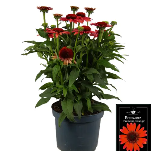 Echinacea SunSeekers Orange T19 H040