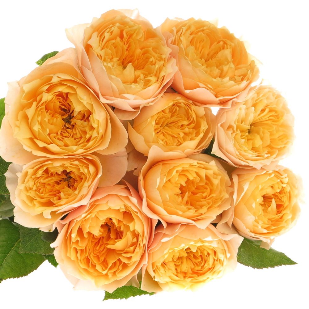 Rose hell gelb/apricot Golden Vuvuzela gefüllt 40cm