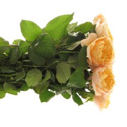 Rose hell gelb/apricot Golden Vuvuzela gefüllt 40cm