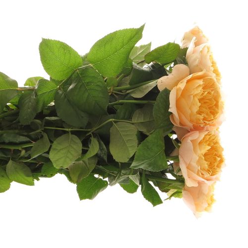 Rose hell gelb/apricot Golden Vuvuzela gefüllt 40cm