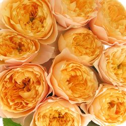 Rose hell gelb/apricot Golden Vuvuzela gefüllt 40cm