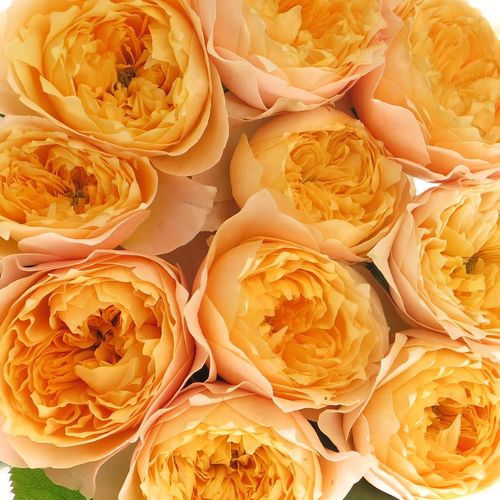 Rose hell gelb/apricot Golden Vuvuzela gefüllt 40cm