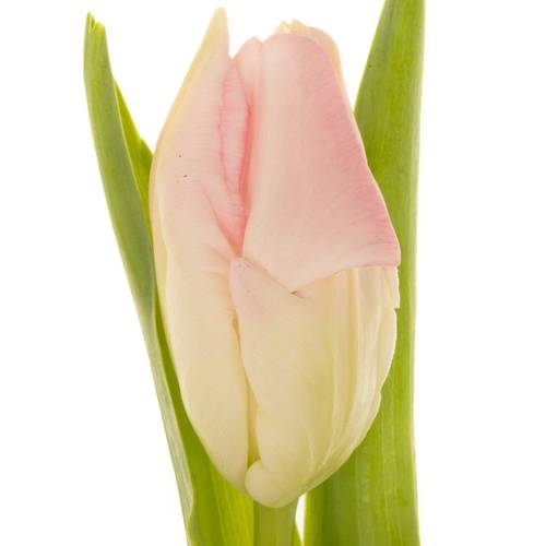 Tulpe rosa parrot Zambesi 32 Gramm