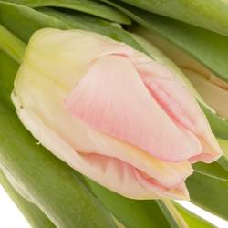 Tulpe rosa parrot Zambesi 32 Gramm