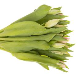 Tulpe rosa parrot Zambesi 32 Gramm