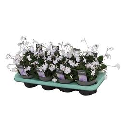 Streptocarpus Saxorum weiss T13 H025
