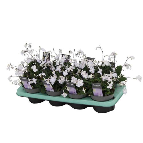 Streptocarpus Saxorum weiss T13 H025