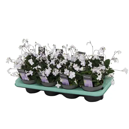 Streptocarpus Saxorum weiss T13 H025