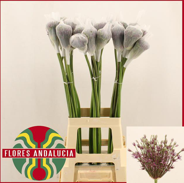 Allium lila Mercurius 80 cm