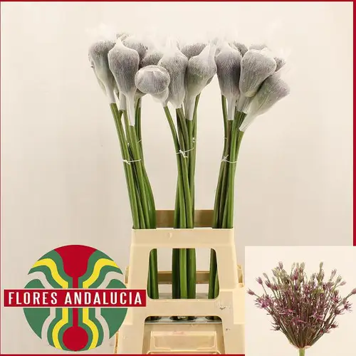 Allium lila Mercurius 80 cm 70cm