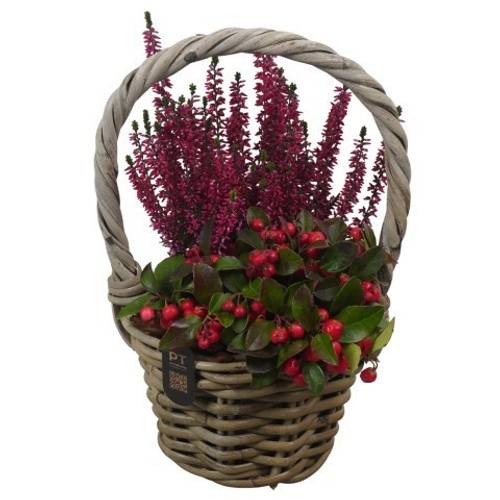 Garten.Arr PTHO7502 Herbst T16 H032