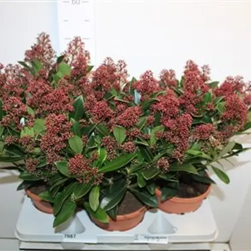 Skimmia Jap rot Schnapchen Von Uhr