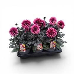 Dahlia lila Crush T17 H040