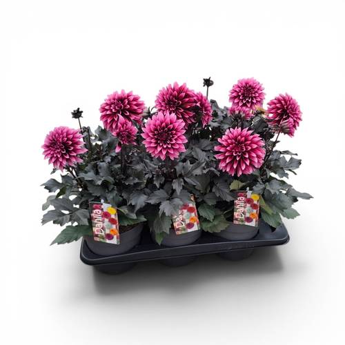 Dahlia lila Crush T17 H040