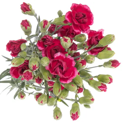 Spraynelke lila/rot Royal Tessino 60cm X20