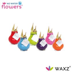 Amar.Bol Wachs mix Happy rote Bl. H15