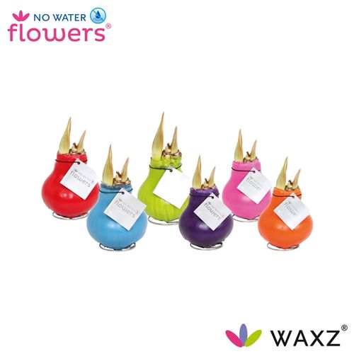 Amar.Bol Wachs mix Happy rote Bl. H15