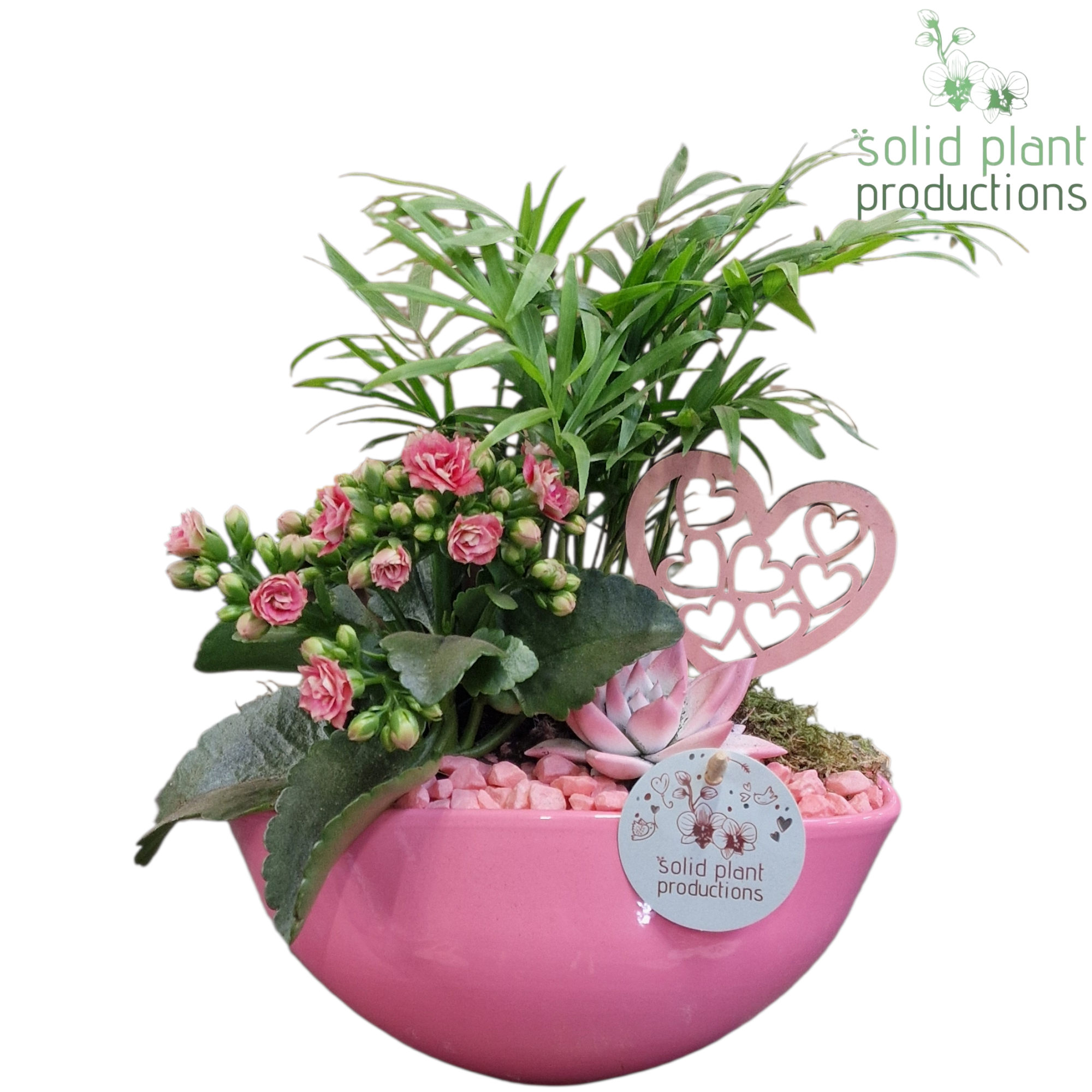 Chamaed.Arr Evelyn CE005 PV T22 H035